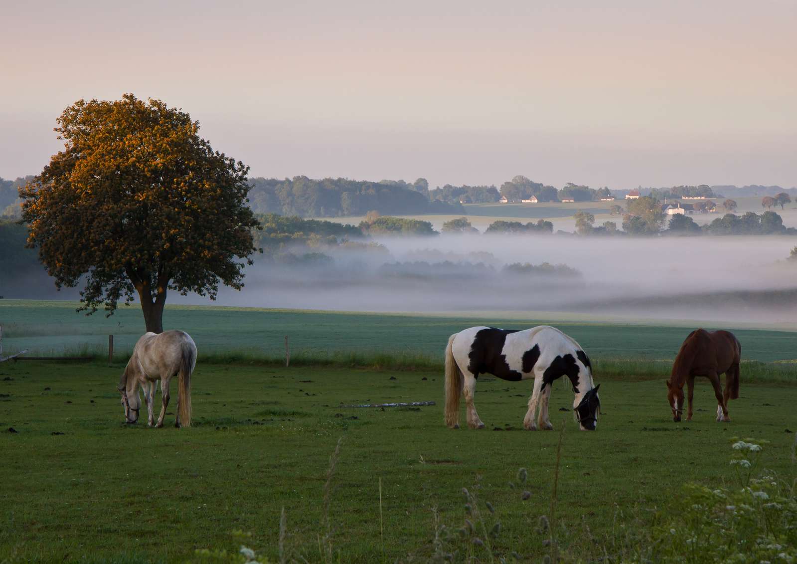 Heste og morgendis på Smidstrupvej i Præstø