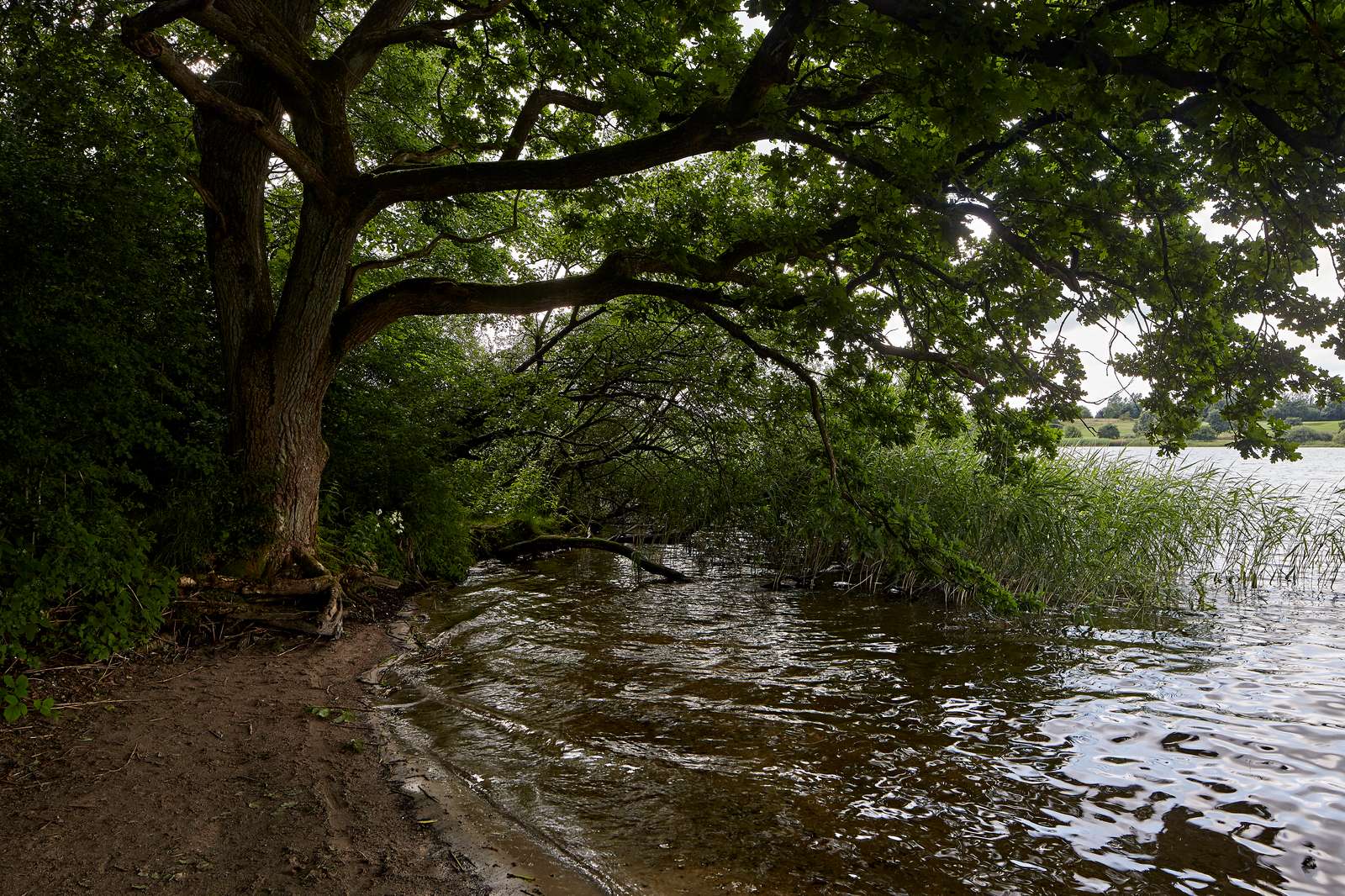 Jels Nedersø   træ i vandkanten