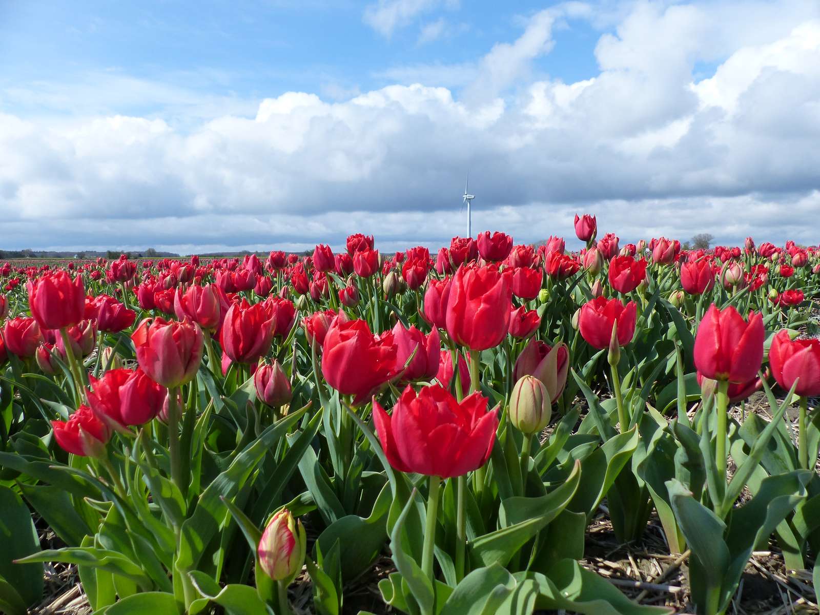 Tulipaner på Lolland