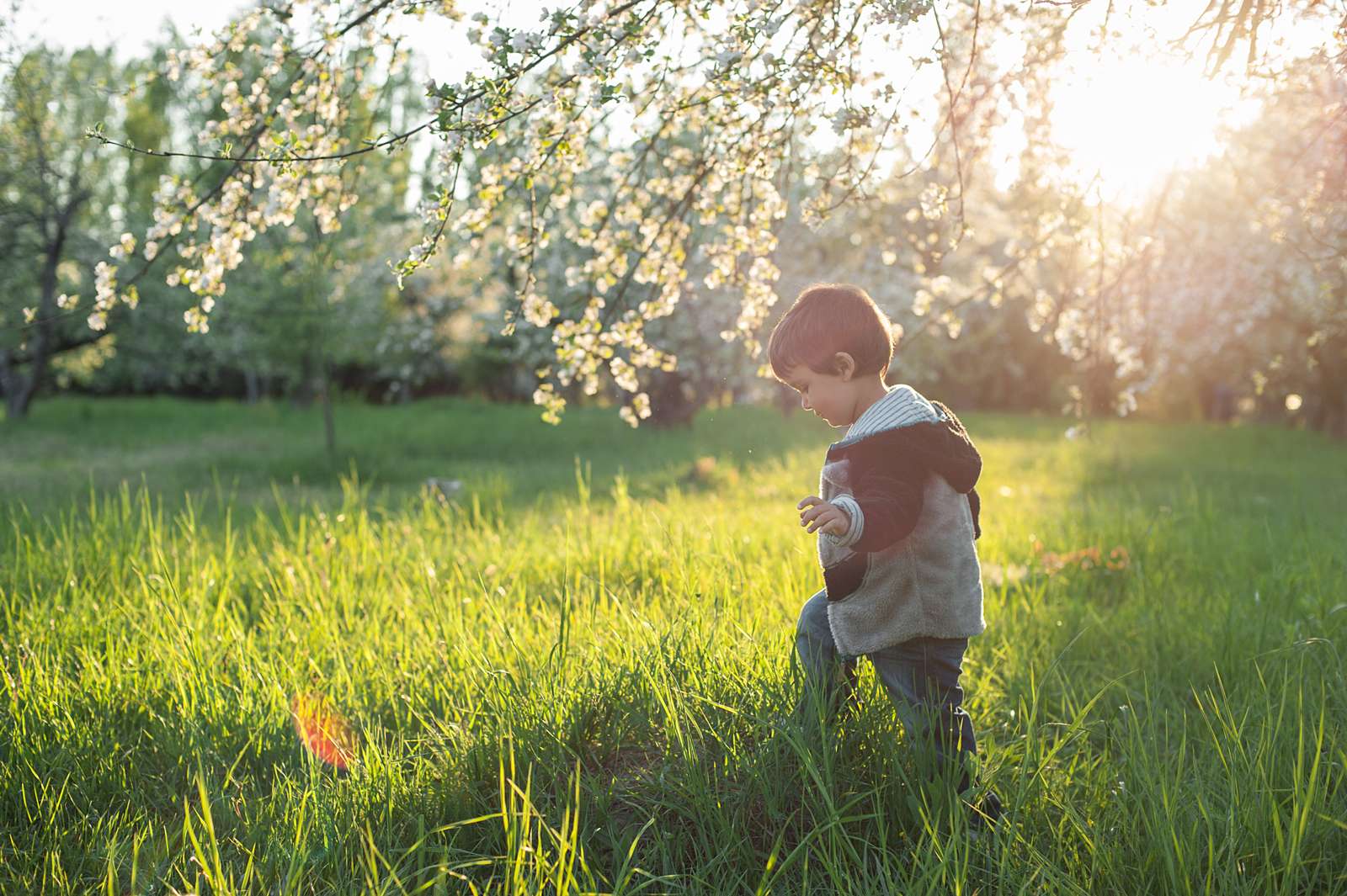 boy walking in blooming apple flowers