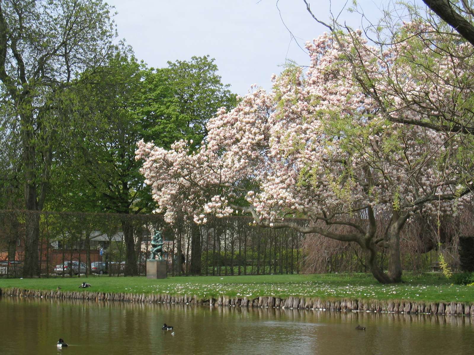 ducks in the park magnolia
