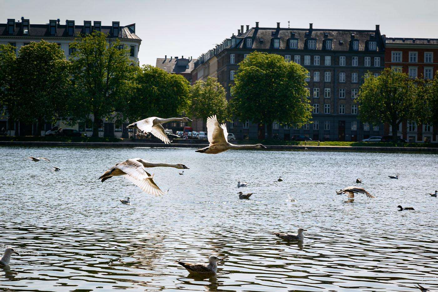 Lakes and birds in Copenhagen
