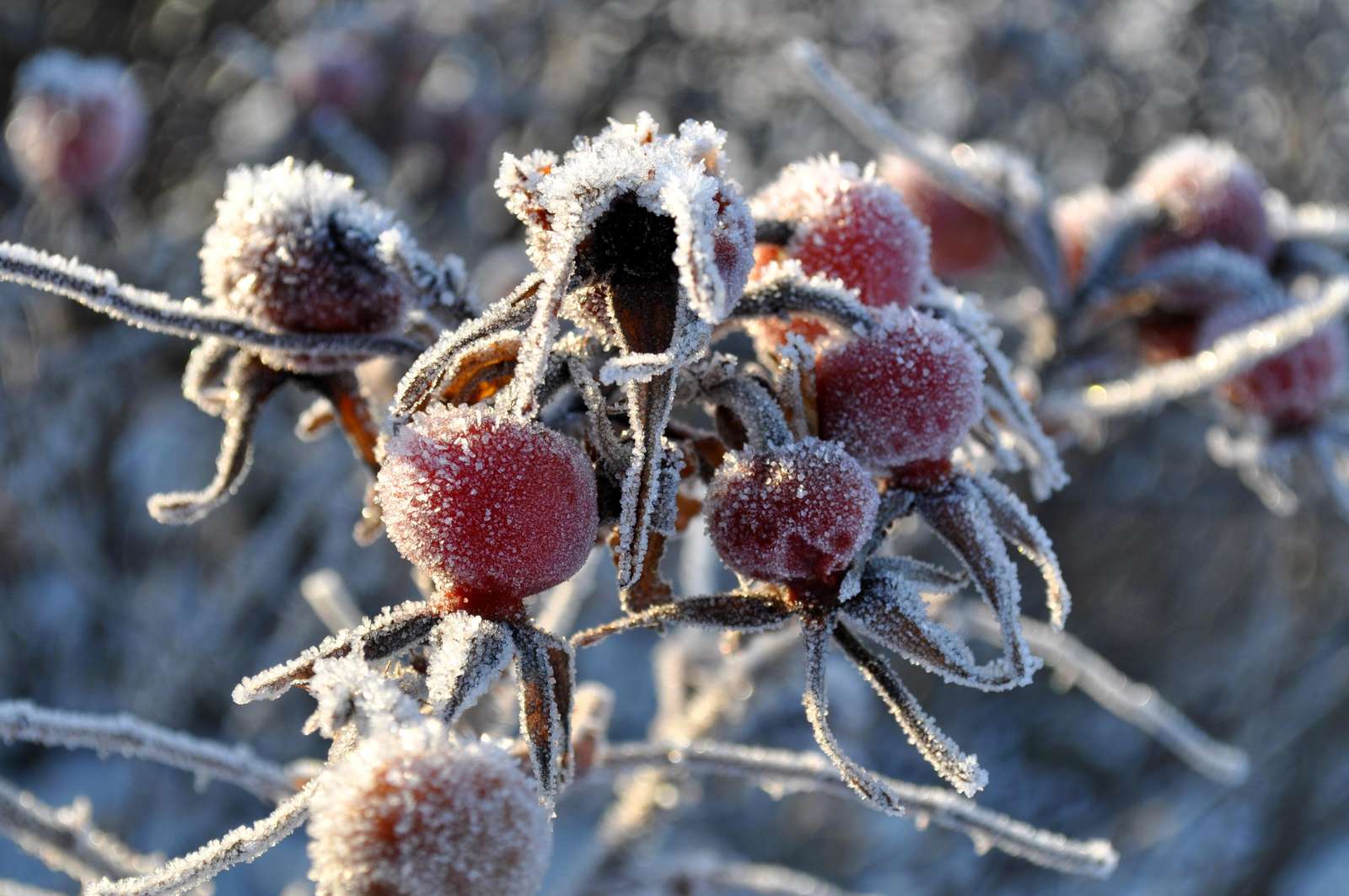 Rosehips in the frost