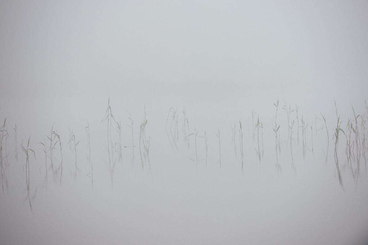 Fog and reeds in Finland