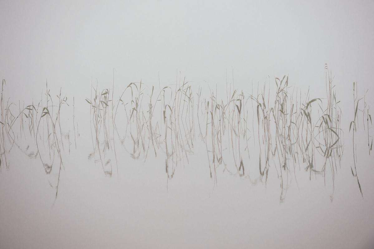 Fog and reeds