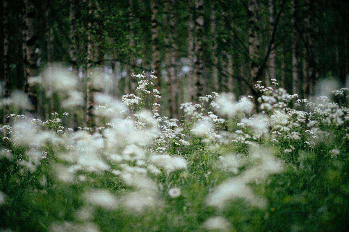 Flowers in the nature of Finland
