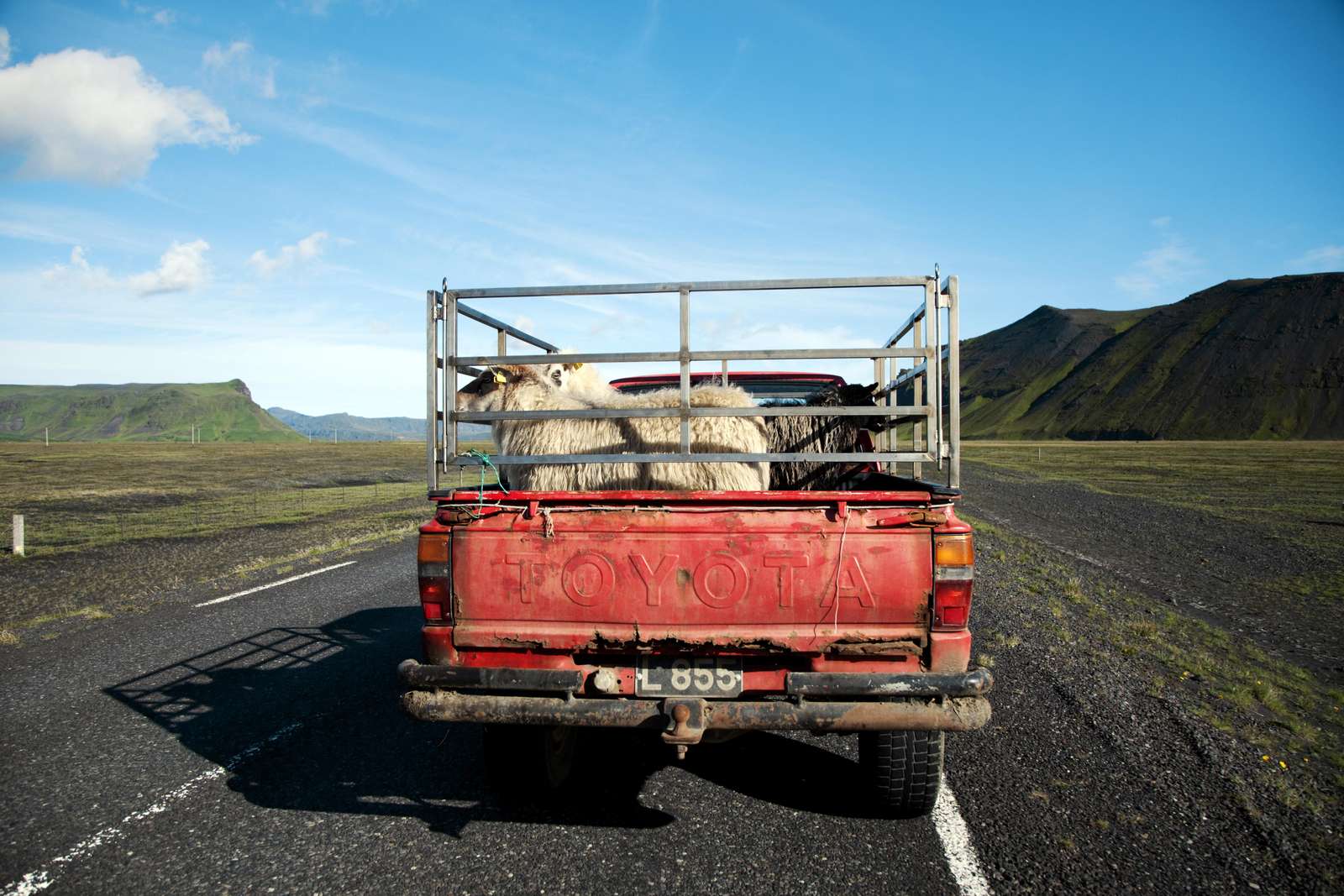 Sheep transport