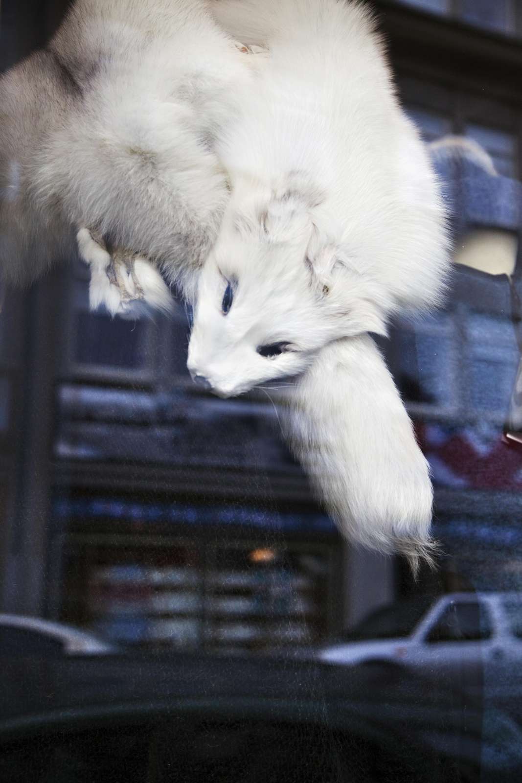 Fur in shopping window