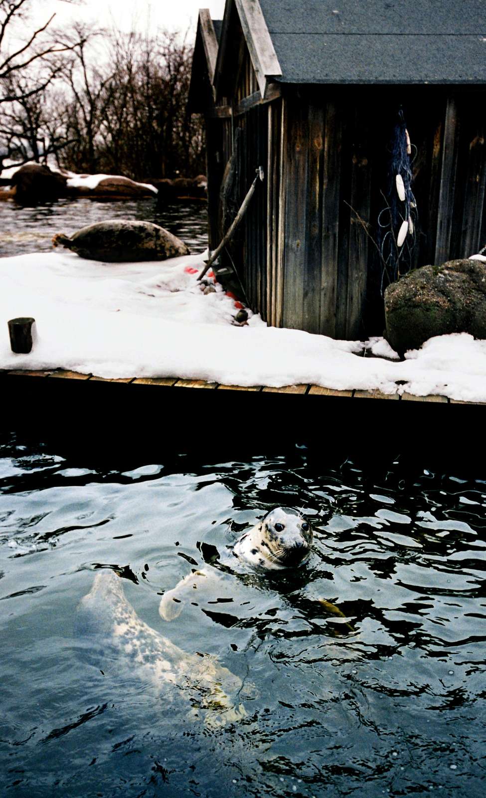 Seal in Stockholm