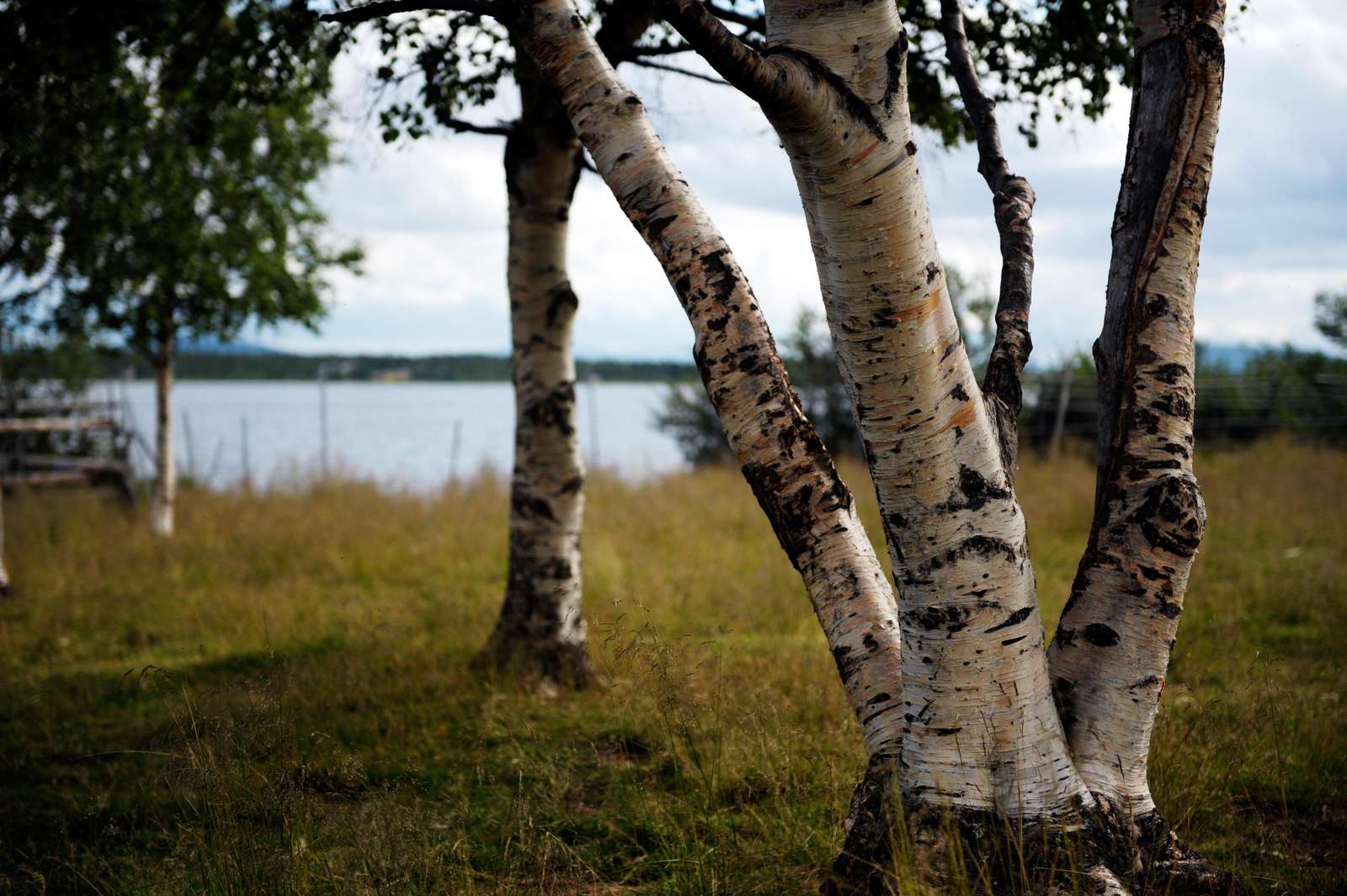 Birch trees and water