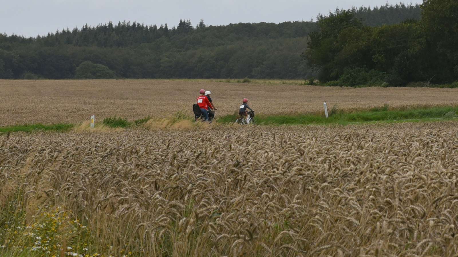 Cyklsister i kornmark