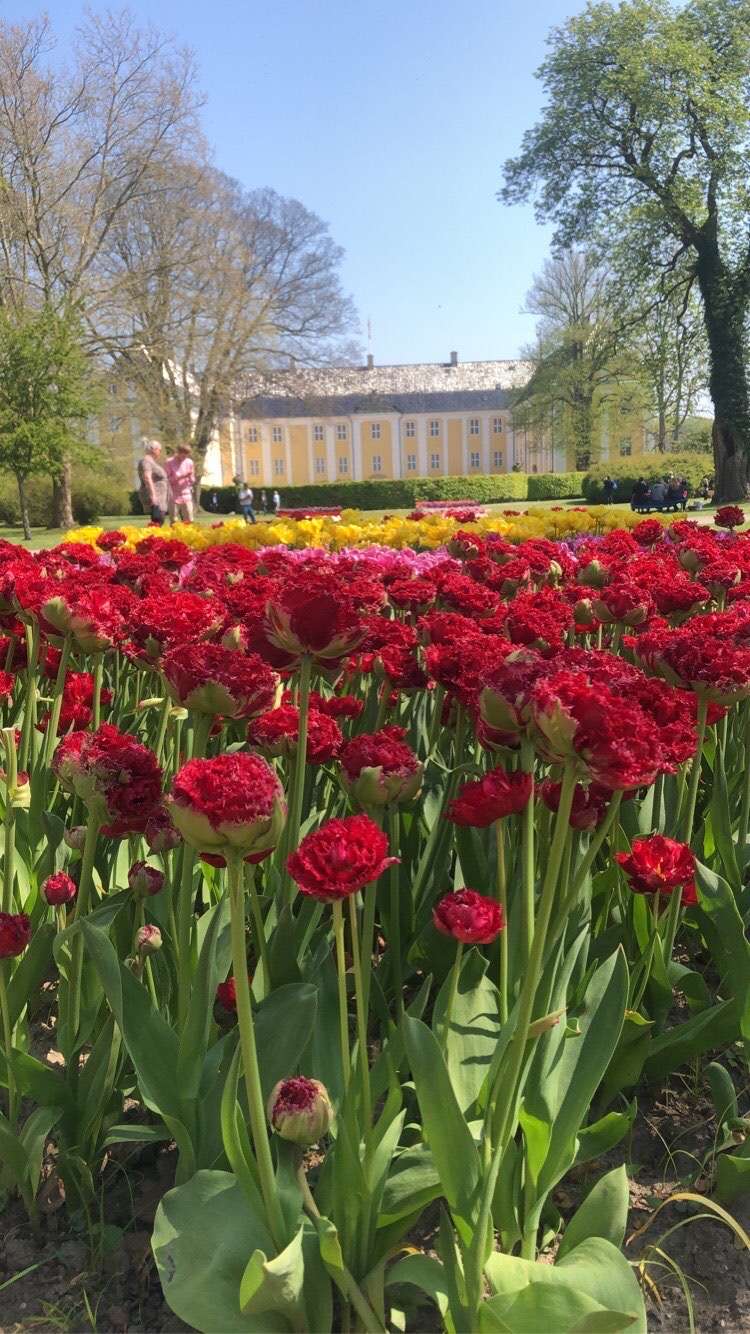Tulipaner 2020 Gavnø