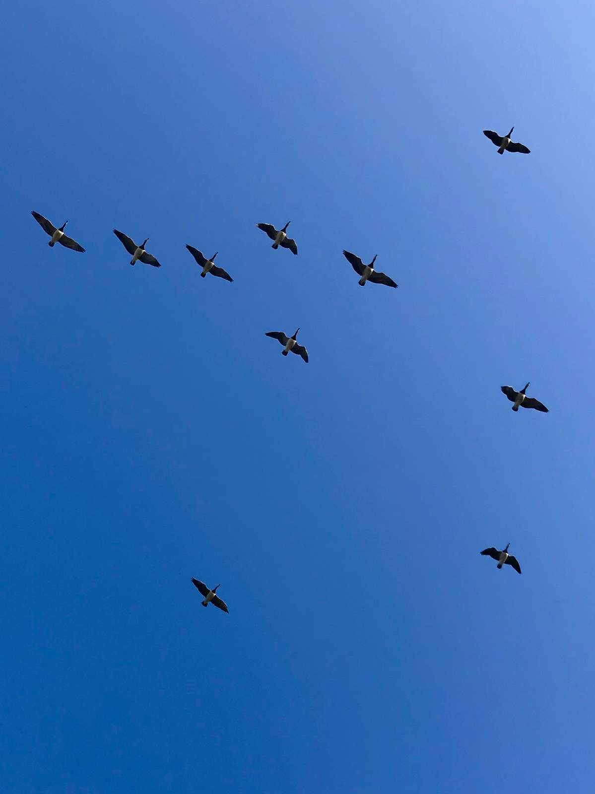 Birds in formation
