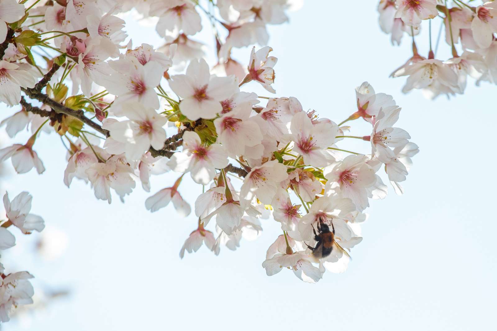 De blomstrende kirsebærtræer i Emmas Have på havnen i Gråsten 0074