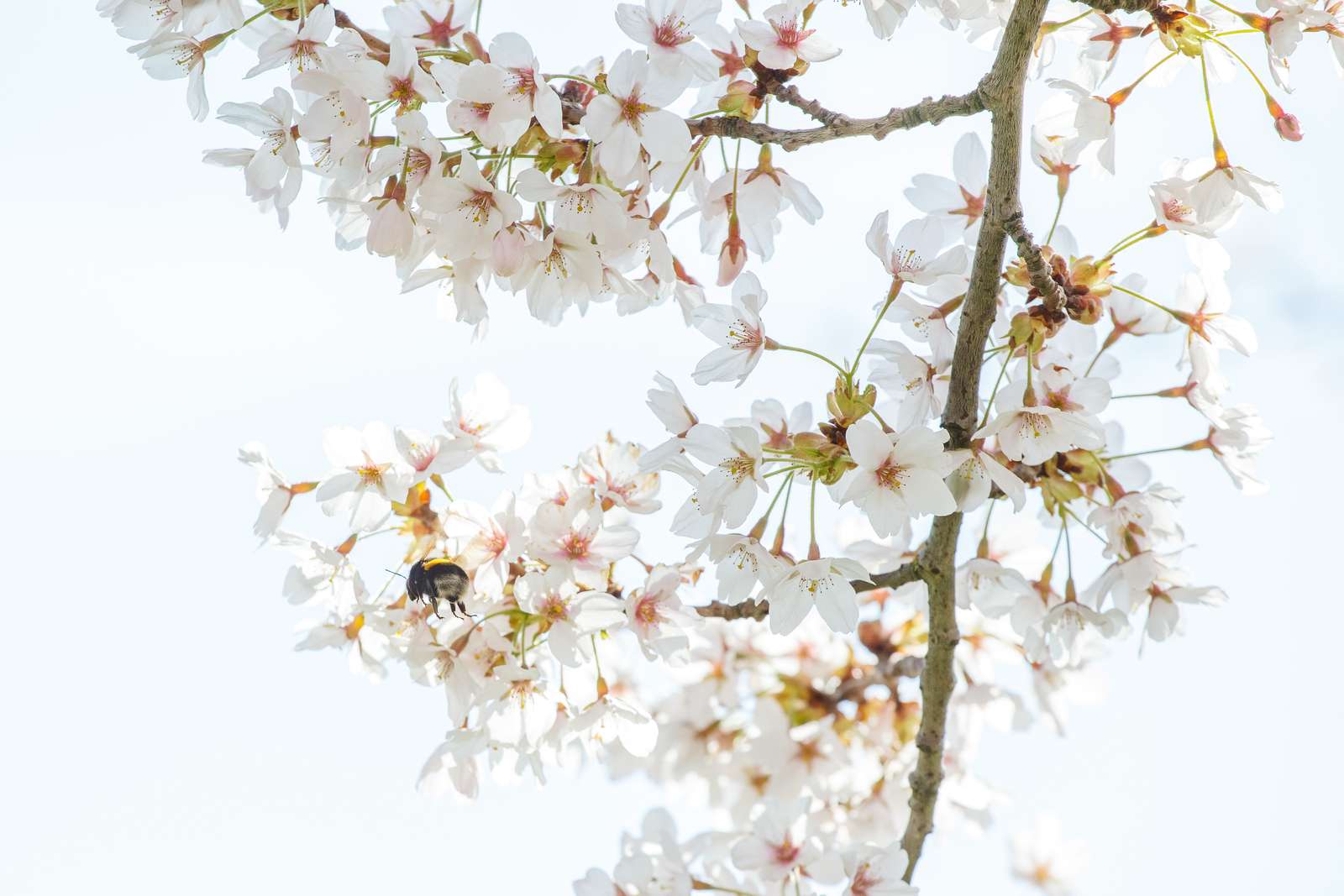 De blomstrende kirsebærtræer i Emmas Have på havnen i Gråsten 0129