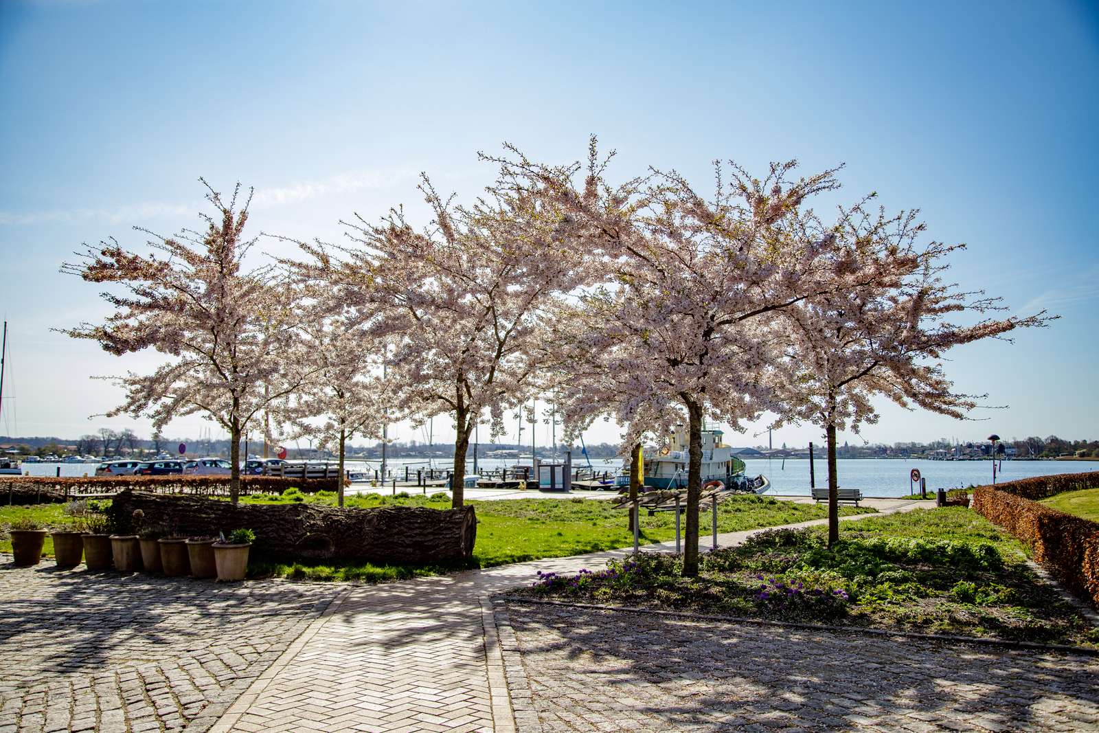 De blomstrende kirsebærtræer i Emmas Have på havnen i Gråsten 1153
