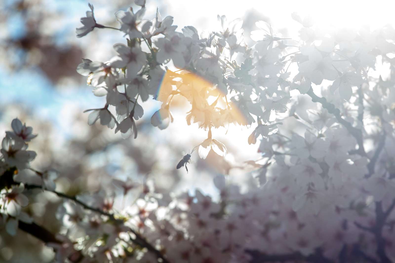 De blomstrende kirsebærtræer i Emmas Have på havnen i Gråsten 0275