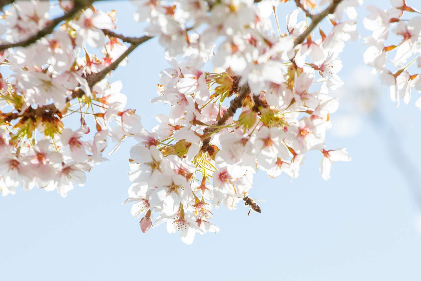 De blomstrende kirsebærtræer i Emmas Have på havnen i Gråsten 0402