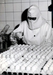 Helene Ravn indpoder æg med influenza virus