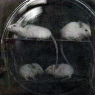 Fire hvide rotter i bur