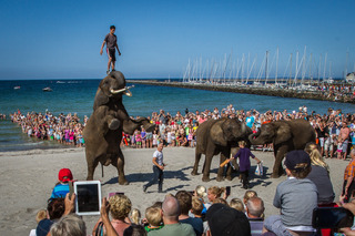 Elefanter på Enø Strand