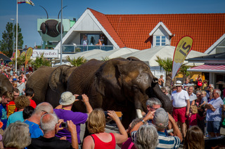 Elefanter på Enø Strand