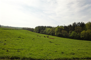 3   køer på græs syd for Tustrupvej