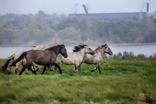 Vilde heste ved Nørrestrand