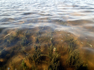Algae growth in Gyldensteen
