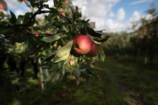 Tour de Østsalling   EogU (64) æbler