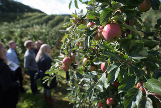 Tour de Østsalling   EogU (45) æbler