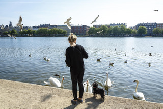Young woman feeds swans by the lakes in Copenhagen