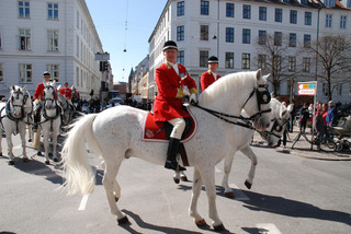 Royal horses in Copenhagen
