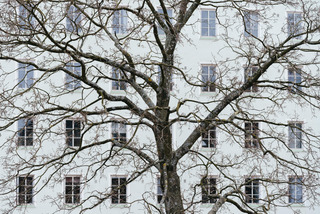 Tree in front of large building