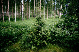 Pinetree in the forrest