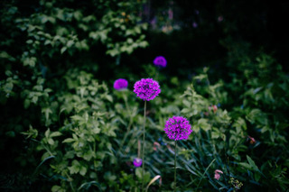 Purple flowers in Finland