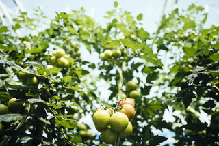 Tomatoes Närpes, Finland