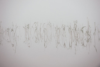 Fog and reeds