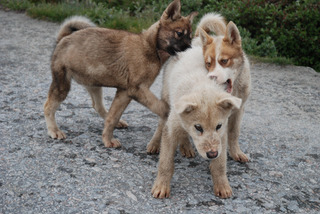 Puppies in Greenland