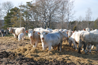 Cows in Aland Islands