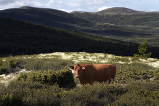Cow in Norway