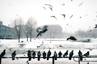 Birds in Oslo