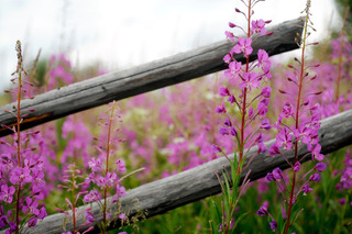 Willow herb plant