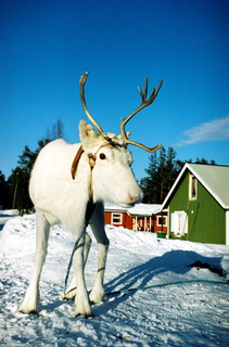 Reindeer in Jokkmokk, Sweden