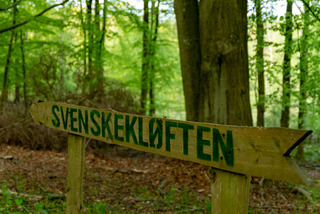 Svenskekløften i Hesede Skov