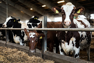 Cattle. Credit: Food Nation & Niels Hougaard