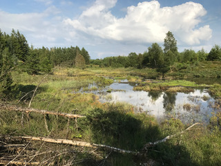 Beaver dam in Klosterheden Plantation