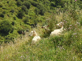 Grazing lambs in New Zealand.JPG