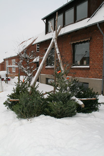 Juletræ 2010
