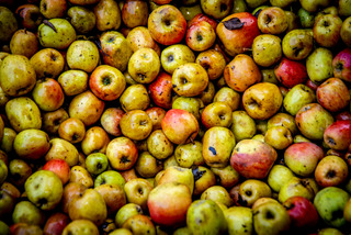 Muld Kernegaarden æbler frugt 11 credit Ingrid Riis